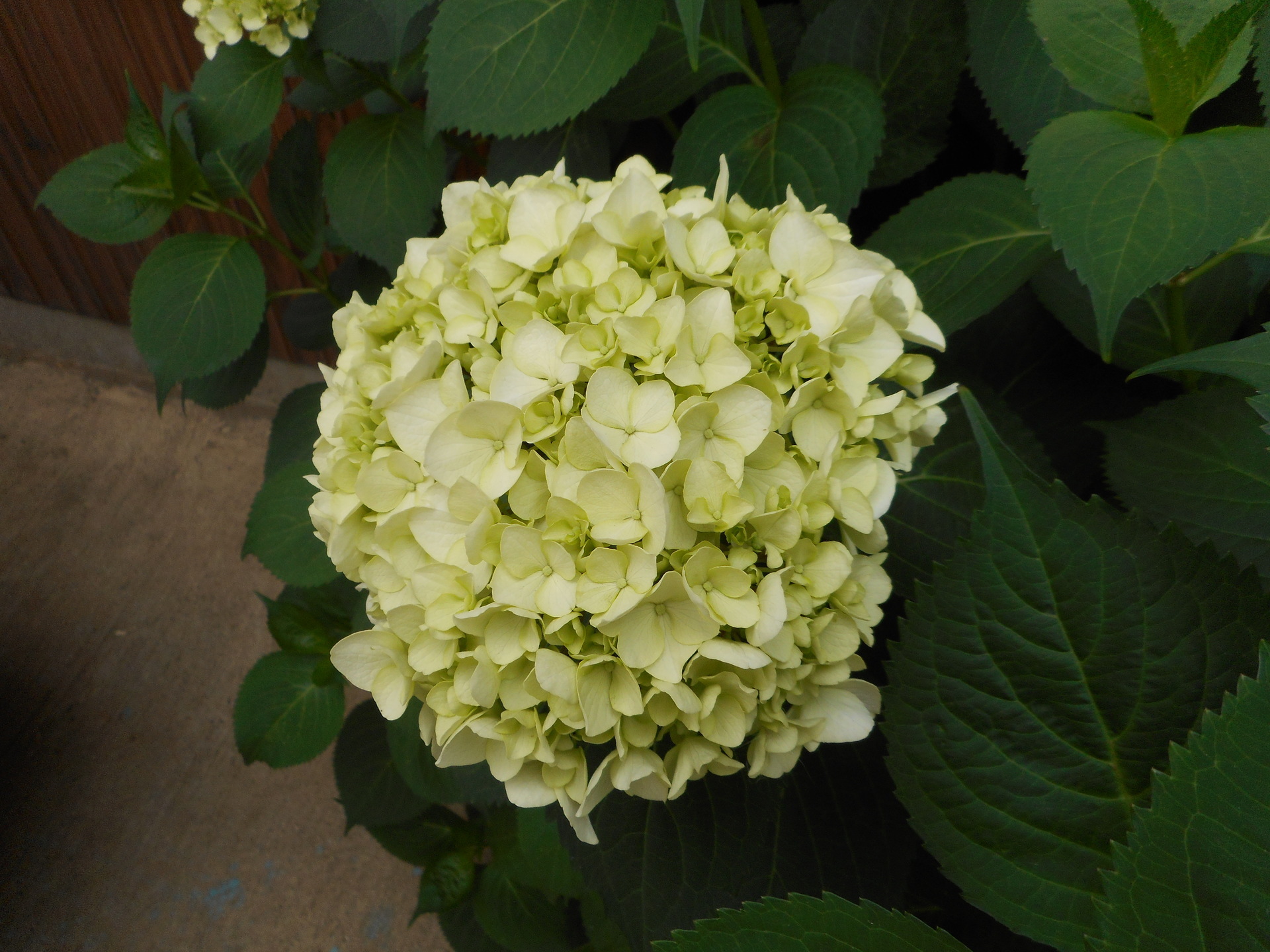 紫陽花が緑色になっちゃいました こともの紹介